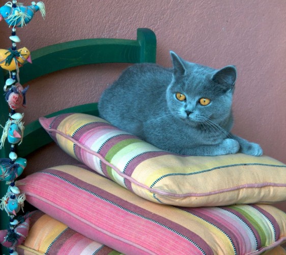 pisi