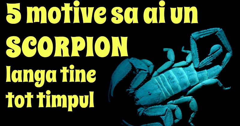 cele mai bune motive sa ai un scorpion - Avantaje.ro - De 20 de ani pretuie...