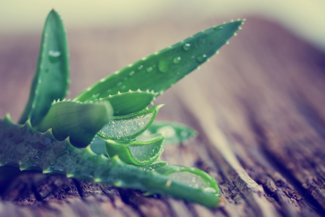 aloe-vera