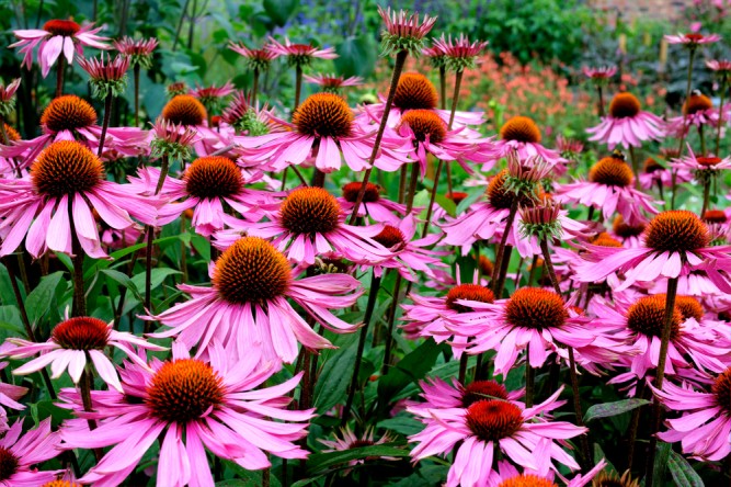 echinacea