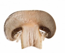 Champignon - champignon