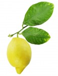 One Whole Lemon and Leaf.