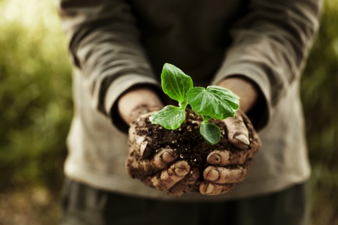plante-periculoase