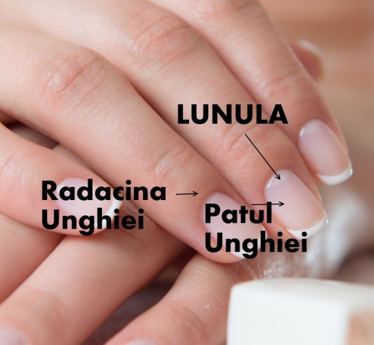 unghii-lunula