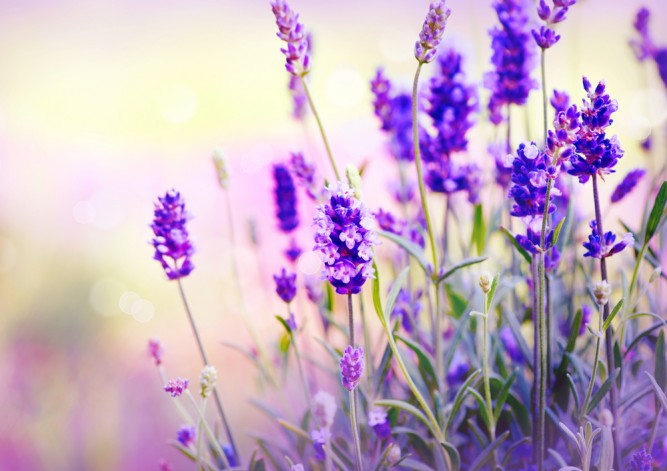 lavanda