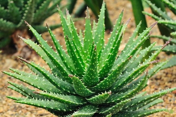 planta-aloe-barbadensis