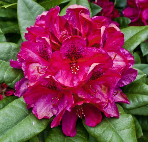 planta-azalee