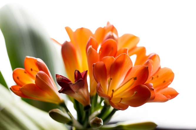 planta-crin-clivia-miniata