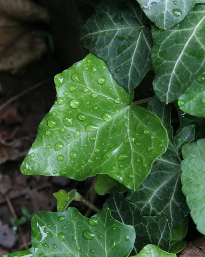 planta-iedera-englezeasca