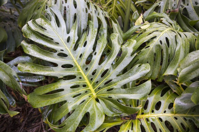 planta-monstera-deliciosa