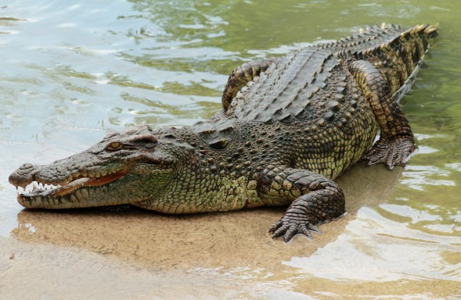 crocodil