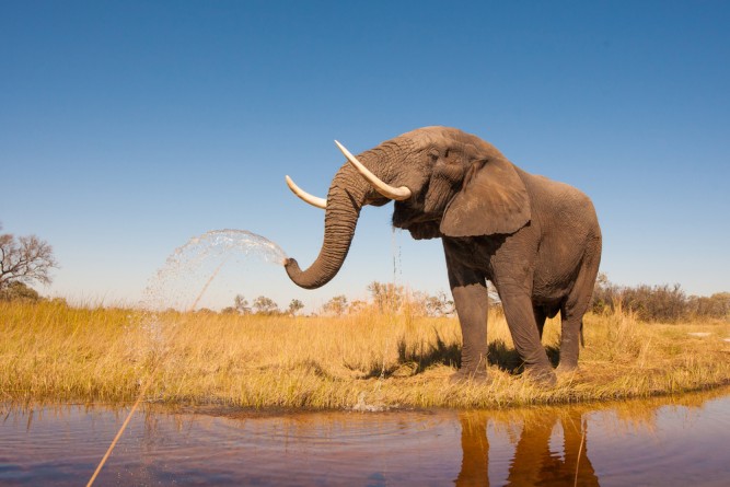 elefant