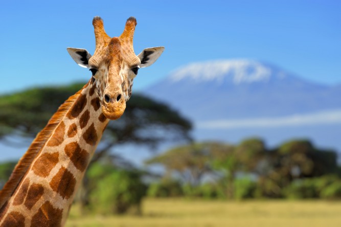 girafa