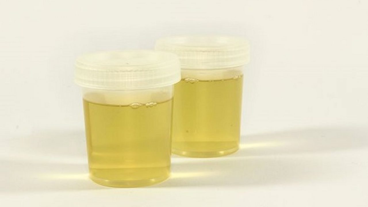 dog prostate cancer life expectancy ceai pentru rinichi nisip