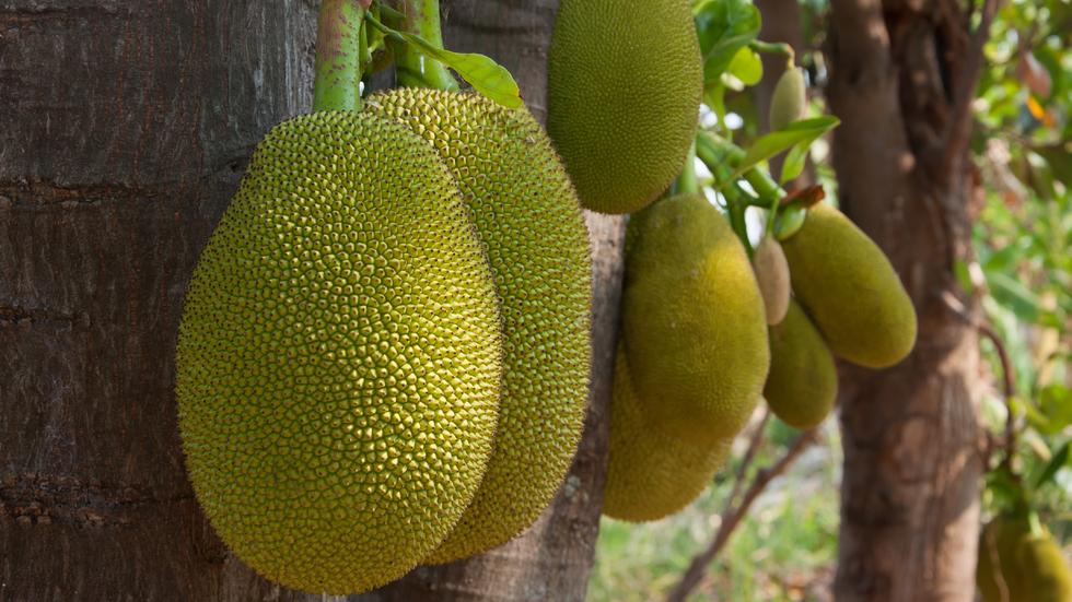 Descoperire incredibilă! Jackfruit, fructul care poate ...