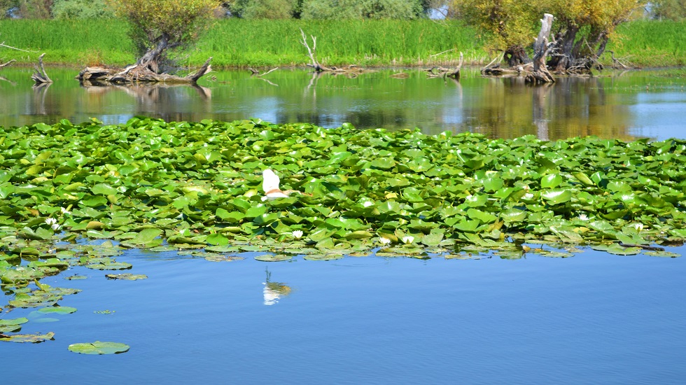 P VacanÈele De PaÈte In Delta DunÄrii Au Reduceri De PanÄ La 40 Vacanta Avantaje Ro De 20 De Ani Pretuieste Femei Ca Tine