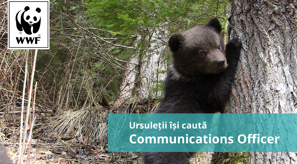 ursi panda