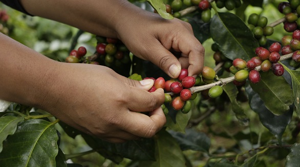 cafea
