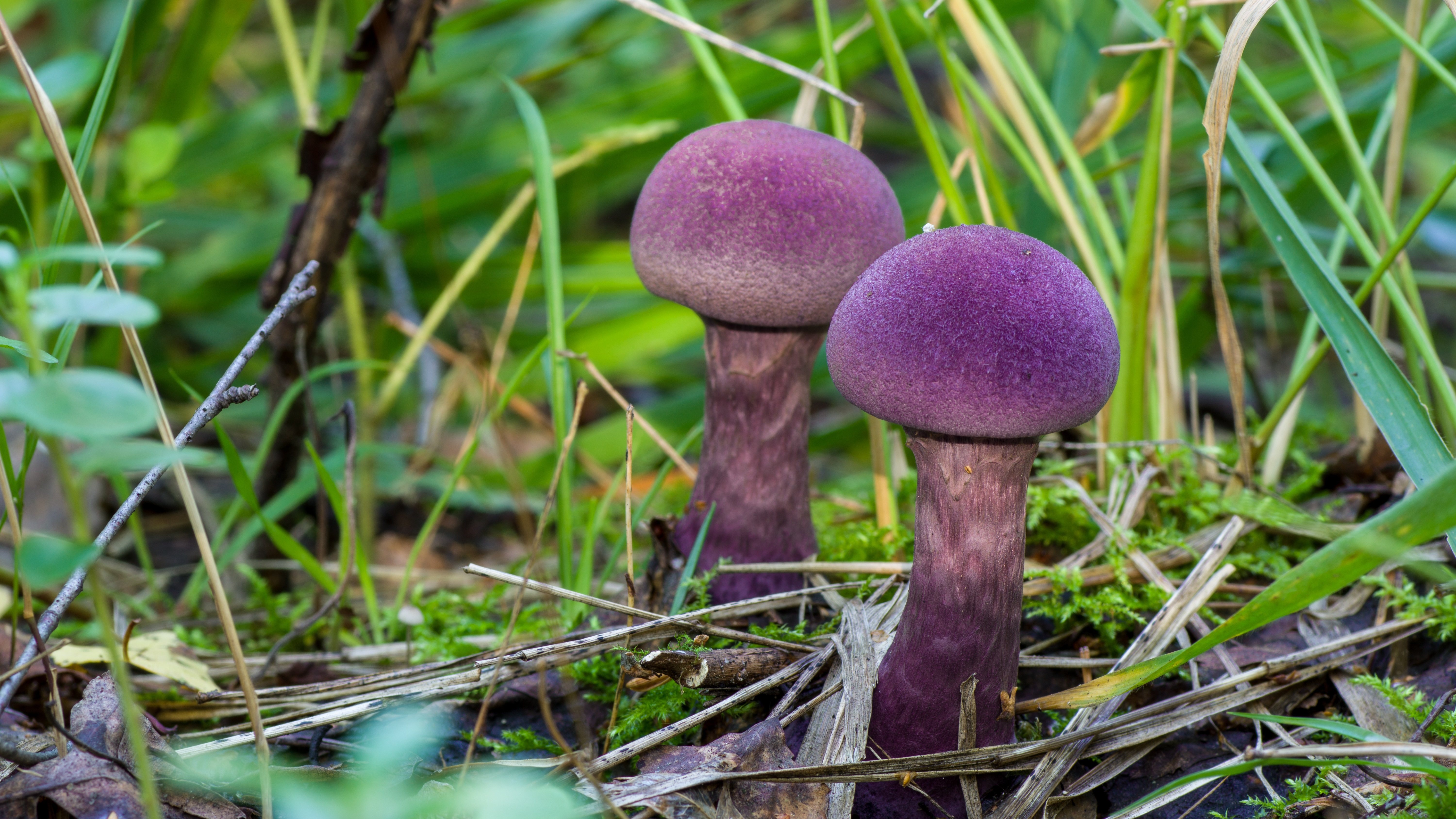 паутинник фиолетовый. паутинник фиолетовый гриб съедобный. гриб палей. мокруха еловая гриб. паутинник фиолетовый.