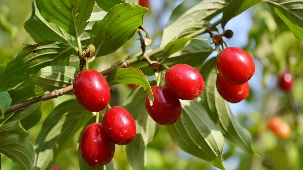 Tinctura de coarne, medicamentul natural care te scapă de ulcer ...