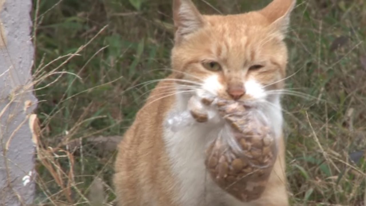 Cryptokitties: află totul despre joc și pașii de urmat