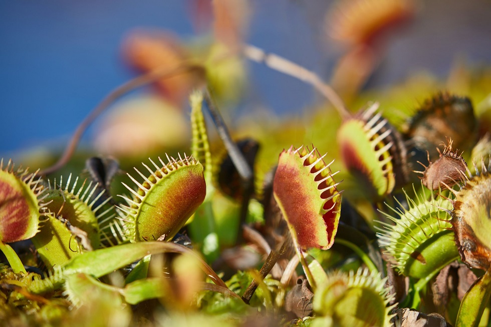 planta carnivora