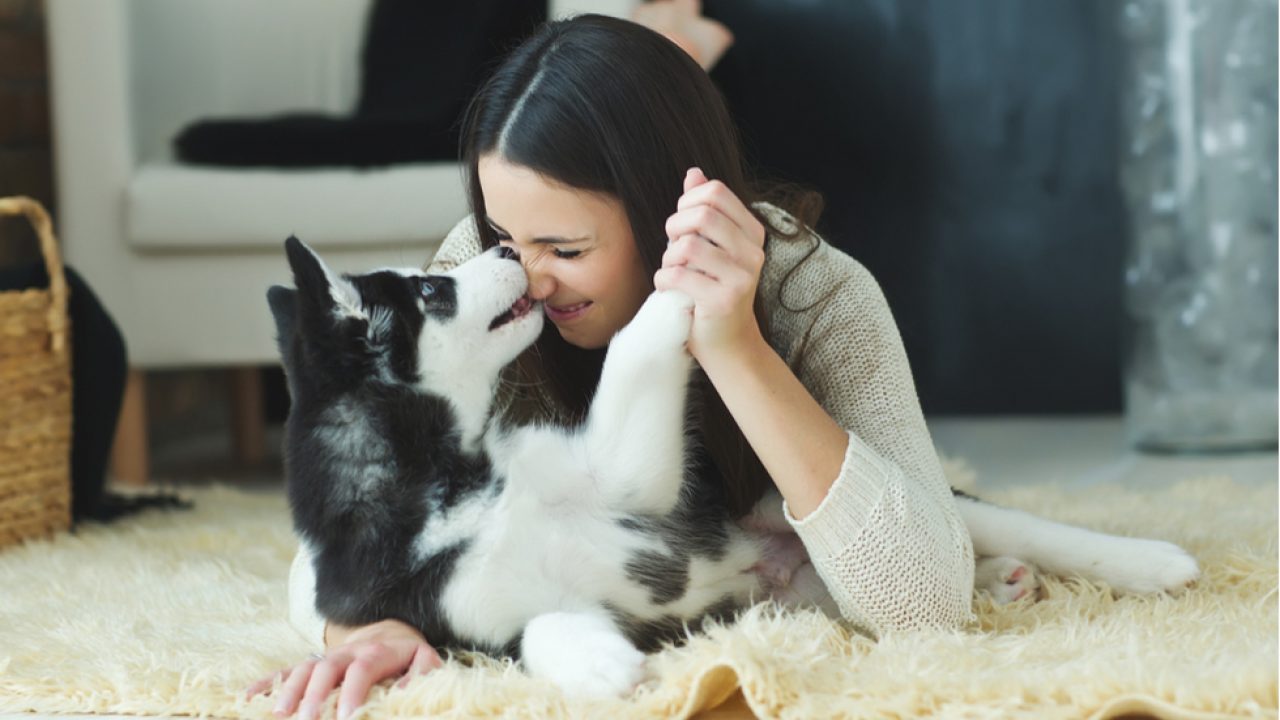 Sfaturi de pierdere în greutate animale de companie