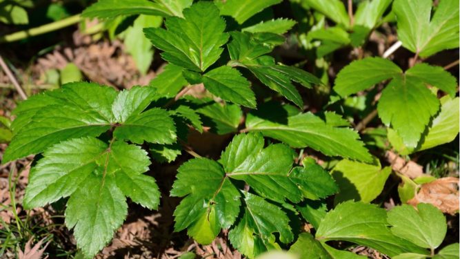 Această plantă japoneză ar putea încetini îmbătrânirea