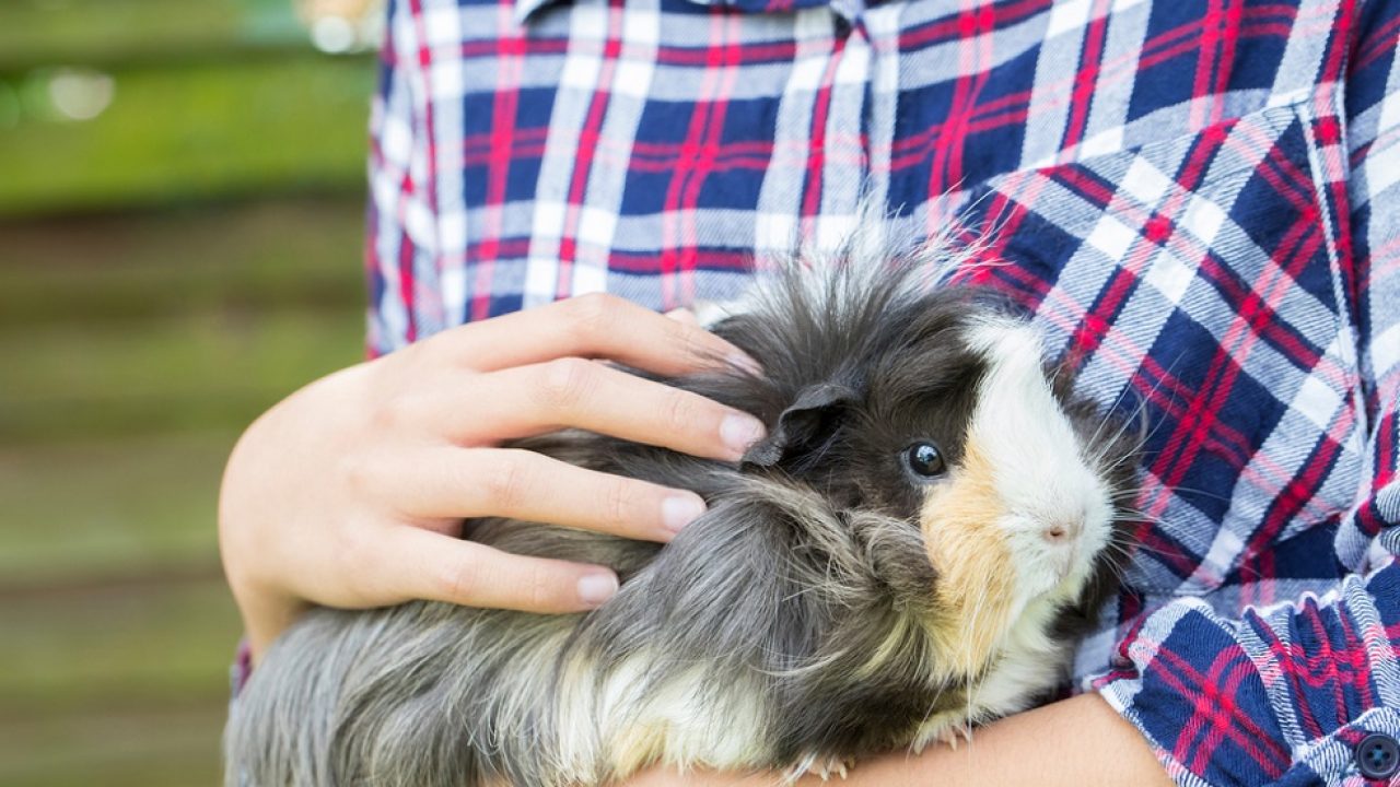 guineea pierdere în greutate de porc bătrânețe