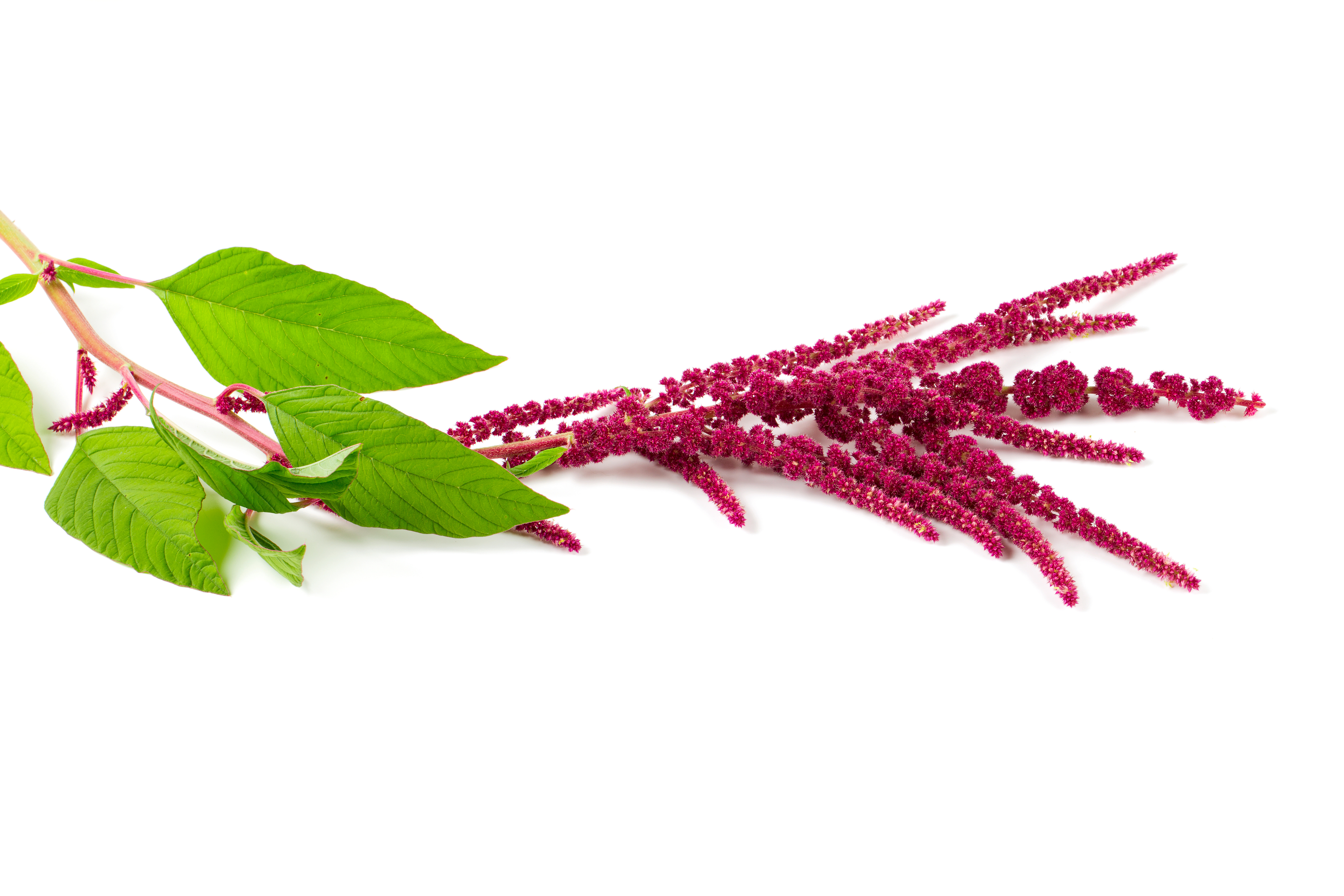 amaranthus