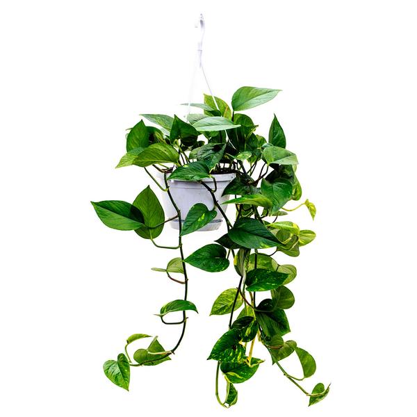Epipremnum-aureum-